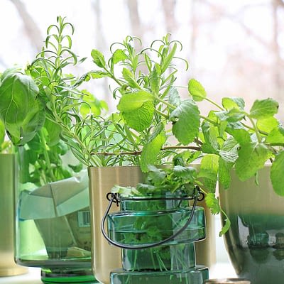 Growing Herbs & Microgreens Indoor