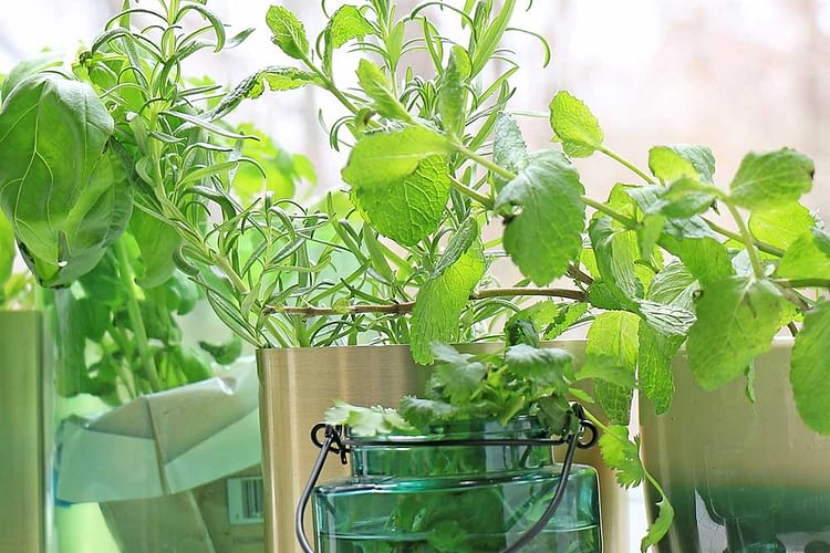 growing herbs in a window