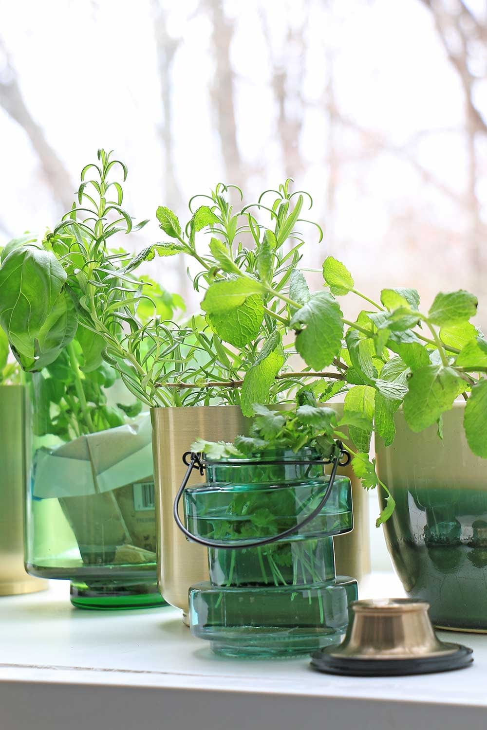 Growing Herbs & Microgreens Indoor